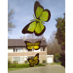 shopinshop hanger vlinders  